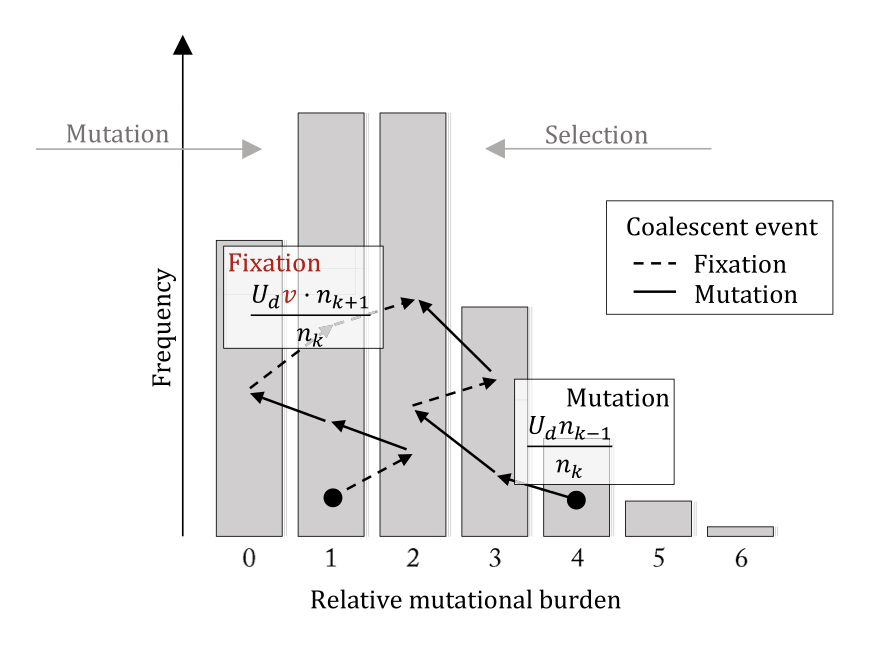 Evolution in Regions of Low Recombination