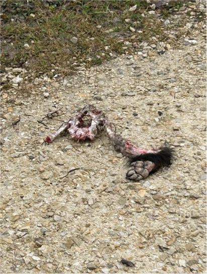 Mystery Leg Discovery